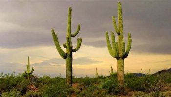 ¿Qué Significa Soñar con Cactus?