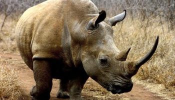 ¿Qué Significa Soñar con Rinoceronte?