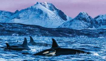 ¿Qué Significa Soñar con Orcas?