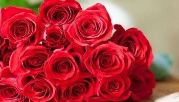 Soñar con Rosas Rojas y su Significado
