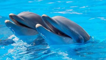 Soñar con Delfines: ¿Cuál es el Significado?